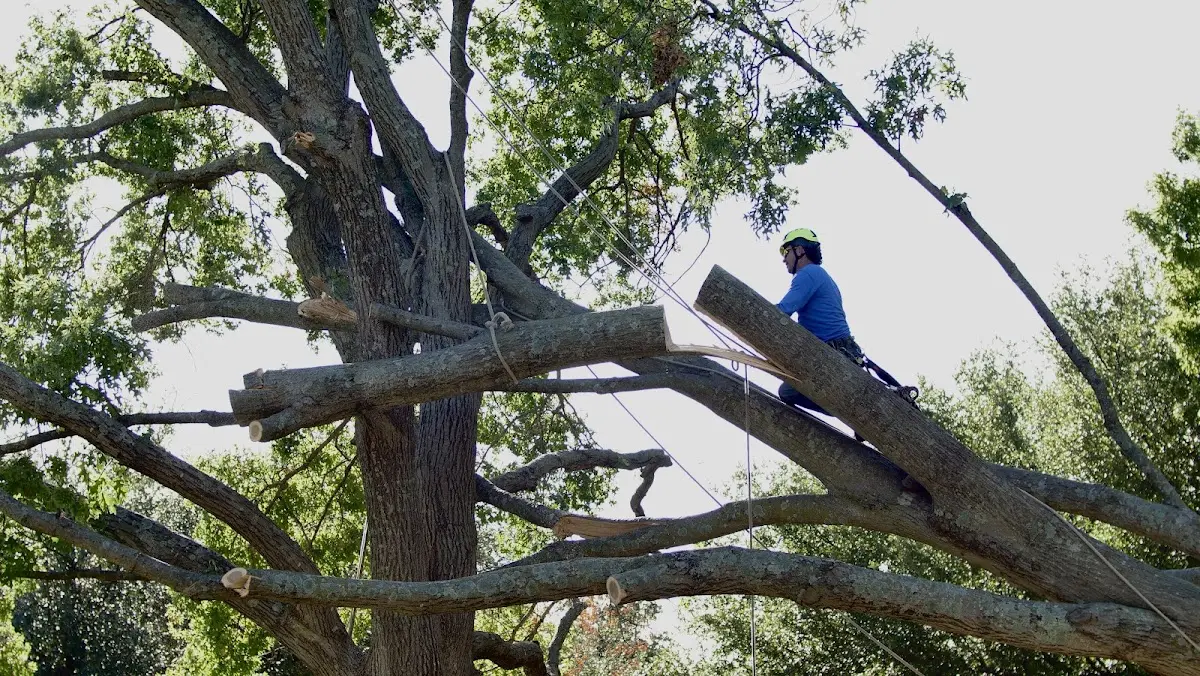 Professional Hazardous Tree Removal performed by certified arborists in Mcville