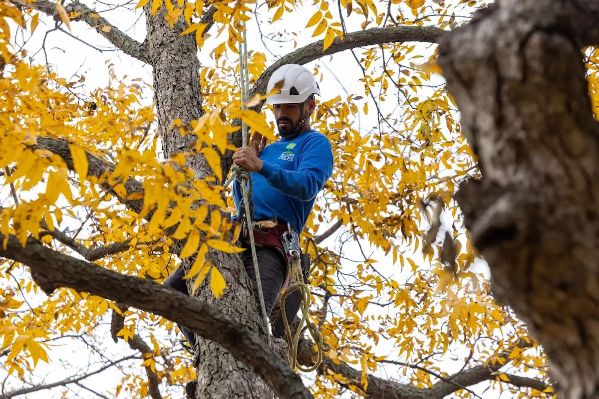 Skilled Tree Trimming crew working in Mcville